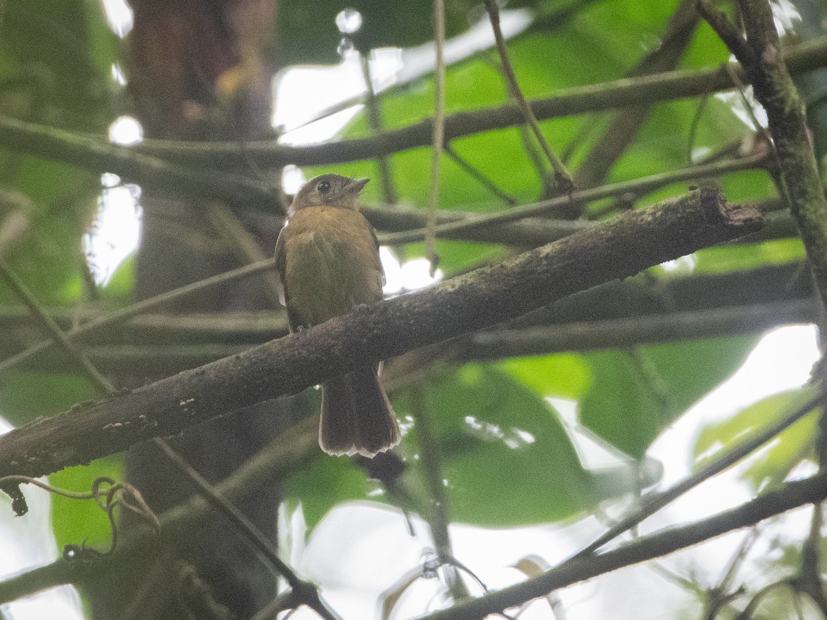 Sulphur-rumped Flycatcher - ML645972212