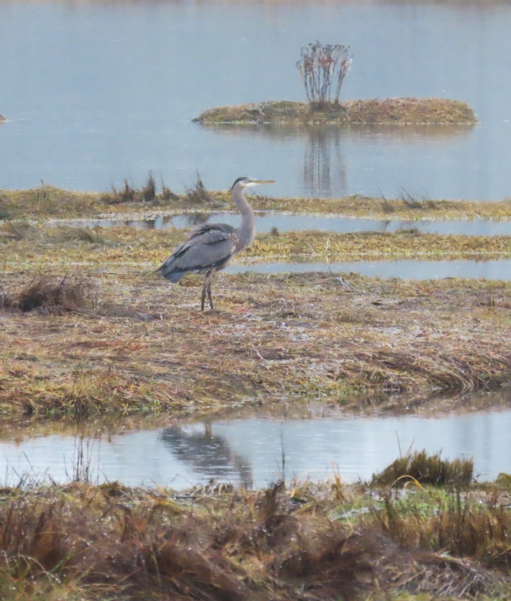 Great Blue Heron - ML645972213