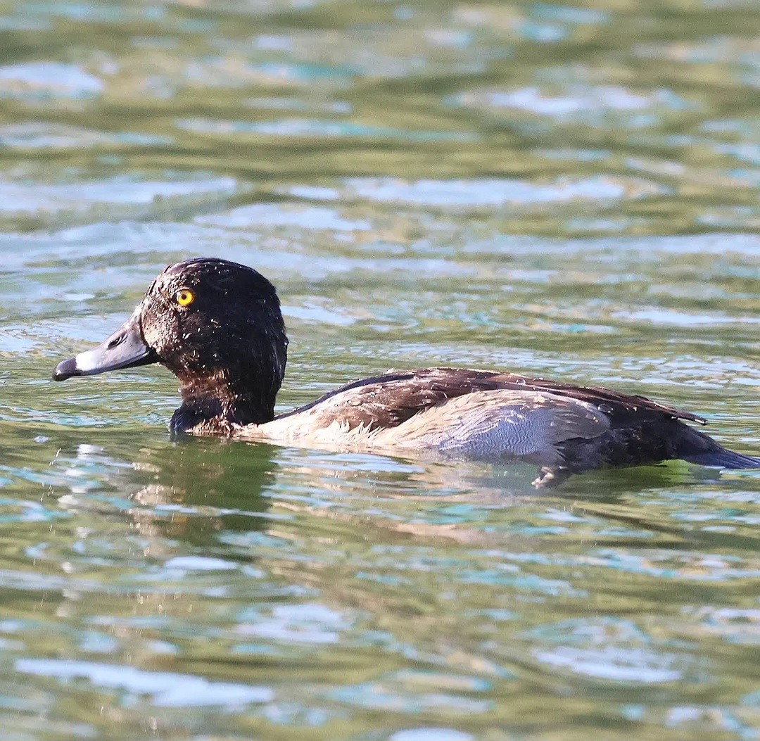 Lesser Scaup - ML645972217