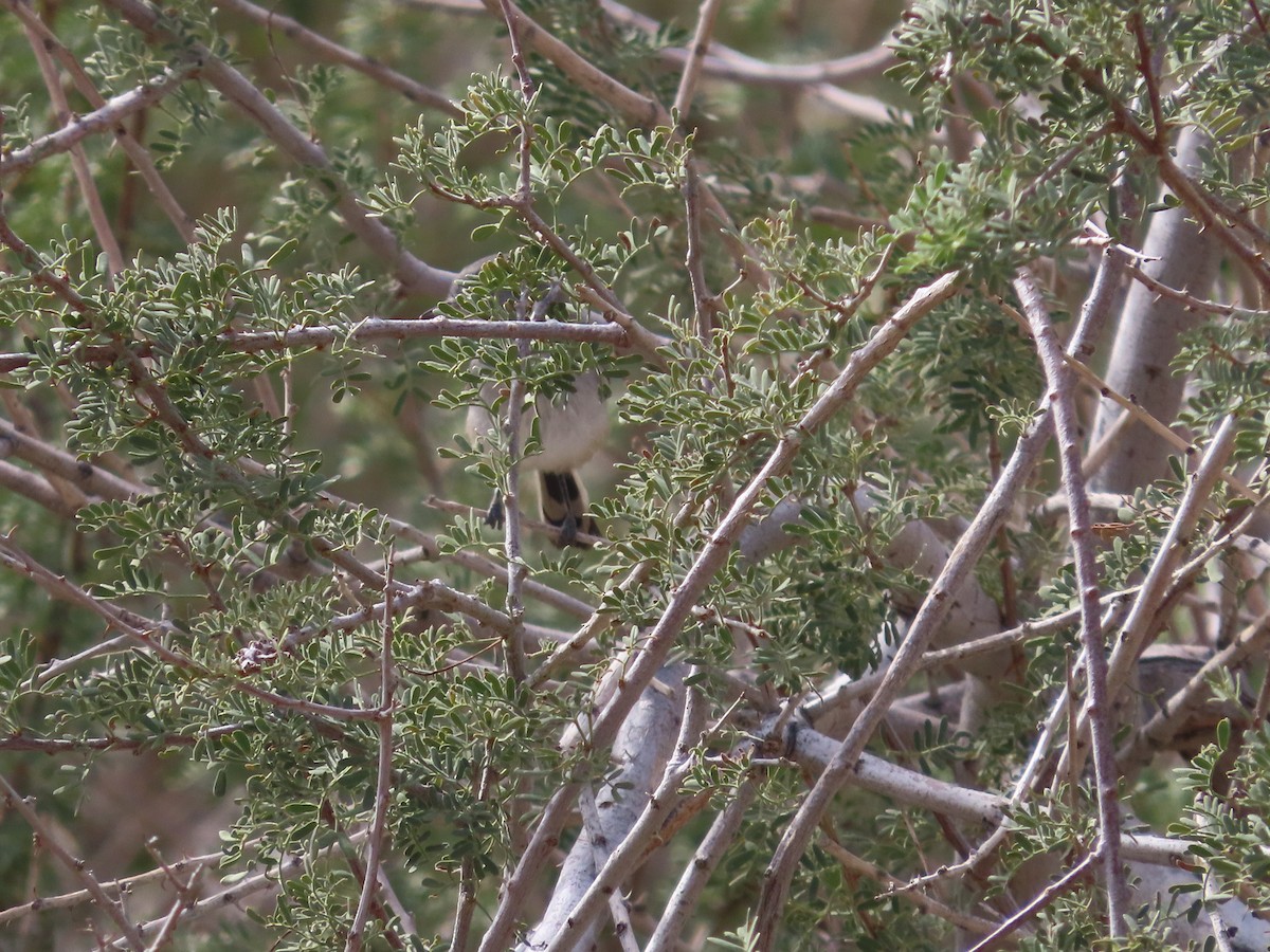 Perlita Colinegra - ML645972223