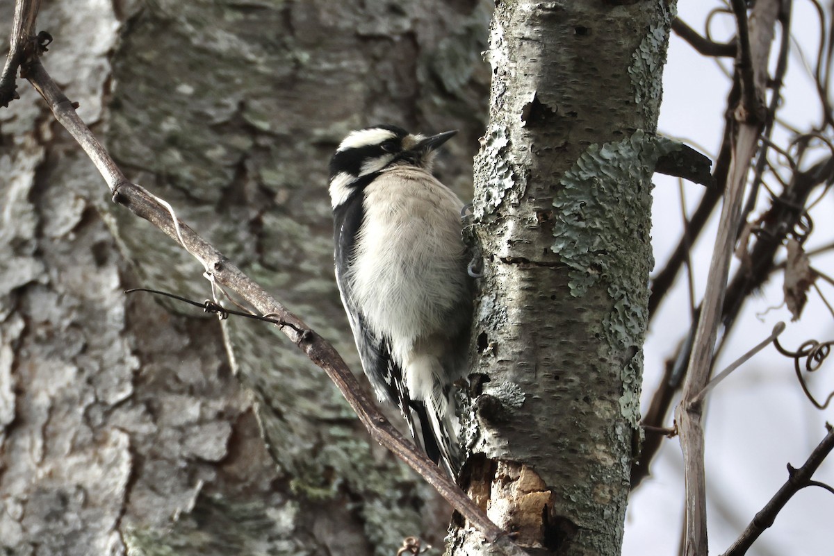 Downy Woodpecker - ML645972224