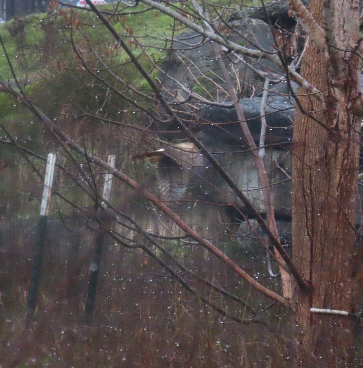 mørkmyrhauk - ML645972226