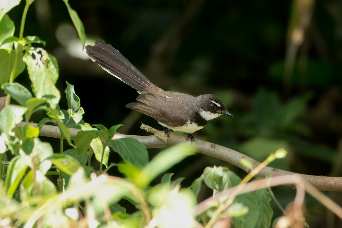 Philippine Pied-Fantail - ML645972229