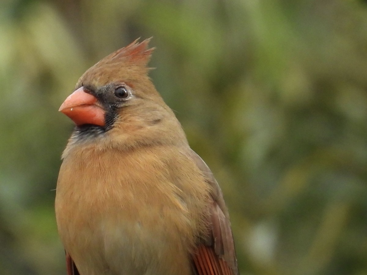 rødkardinal - ML645972230