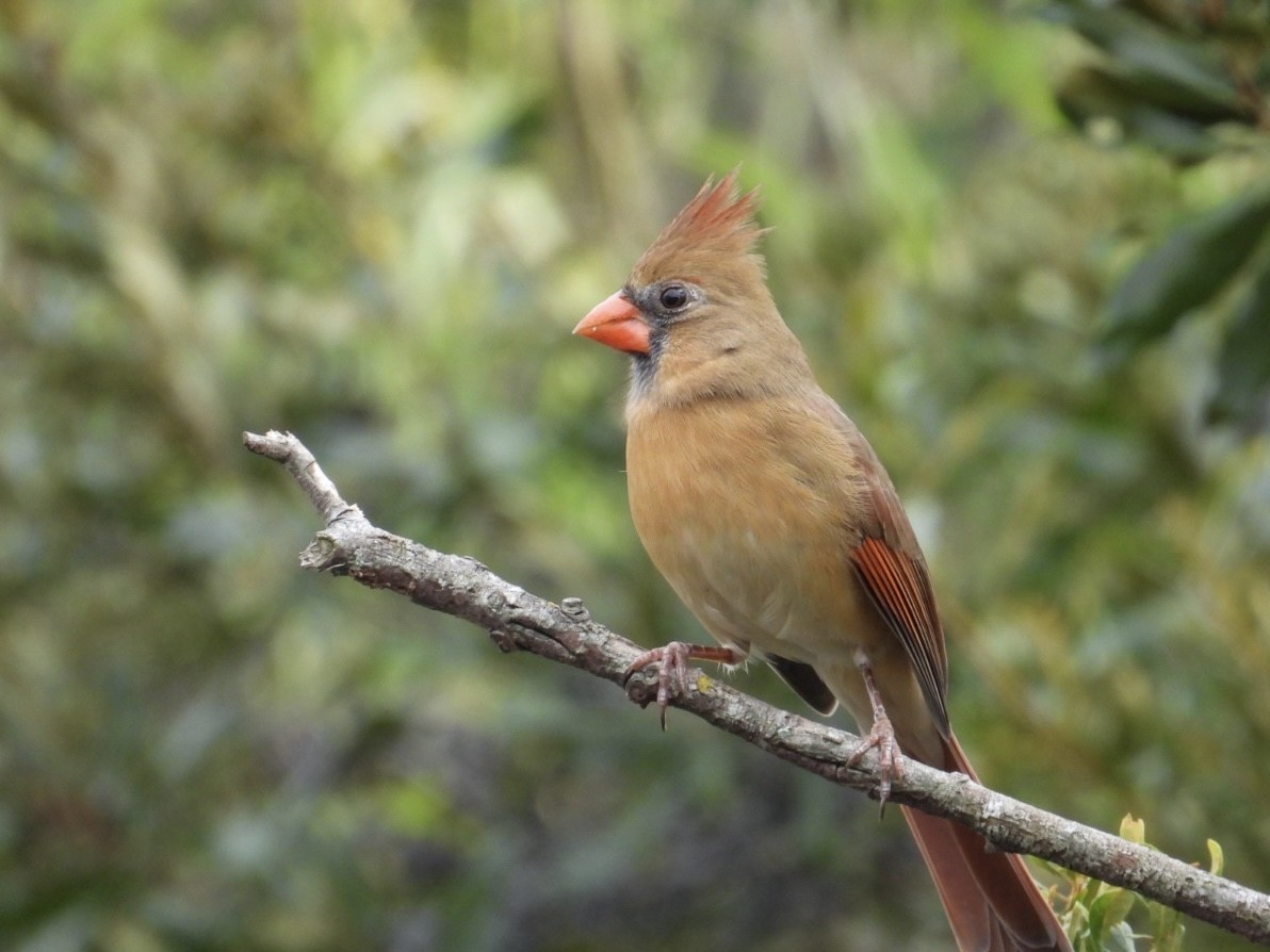 rødkardinal - ML645972231