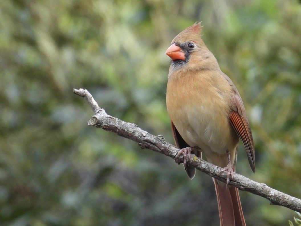 rødkardinal - ML645972232