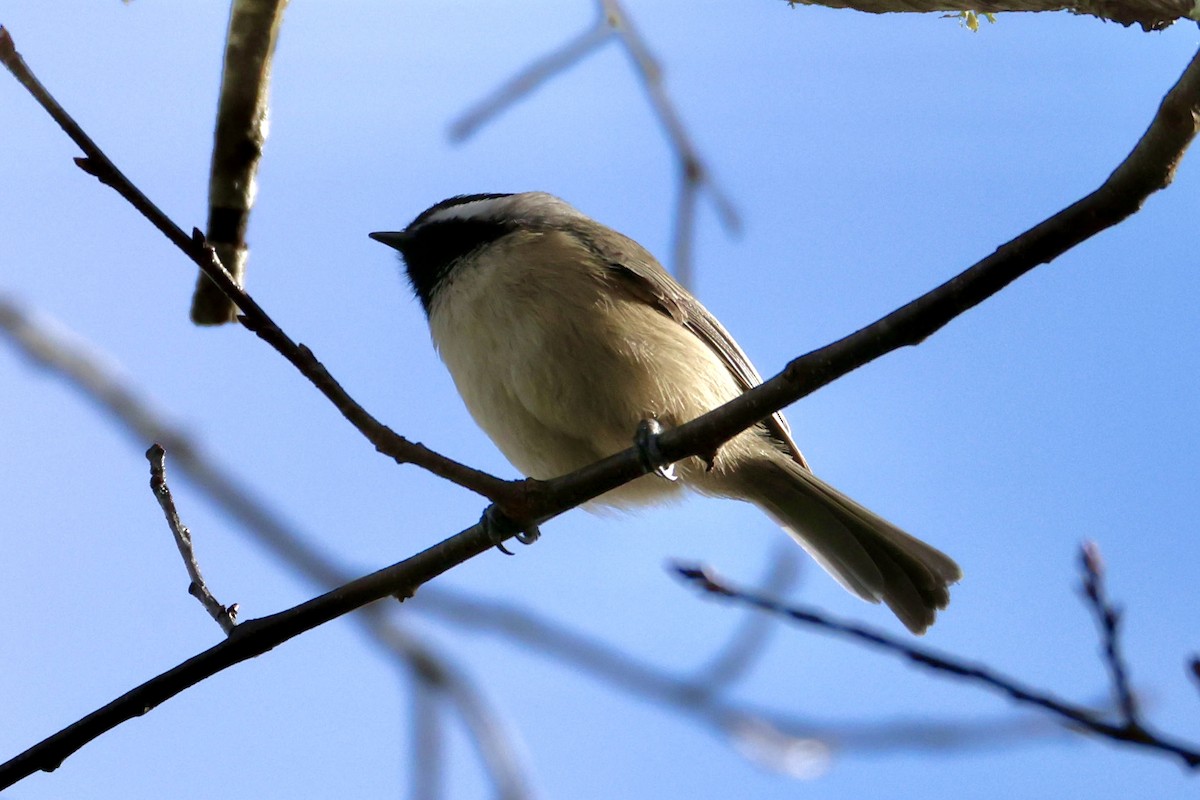 Carolina Chickadee - ML645972234