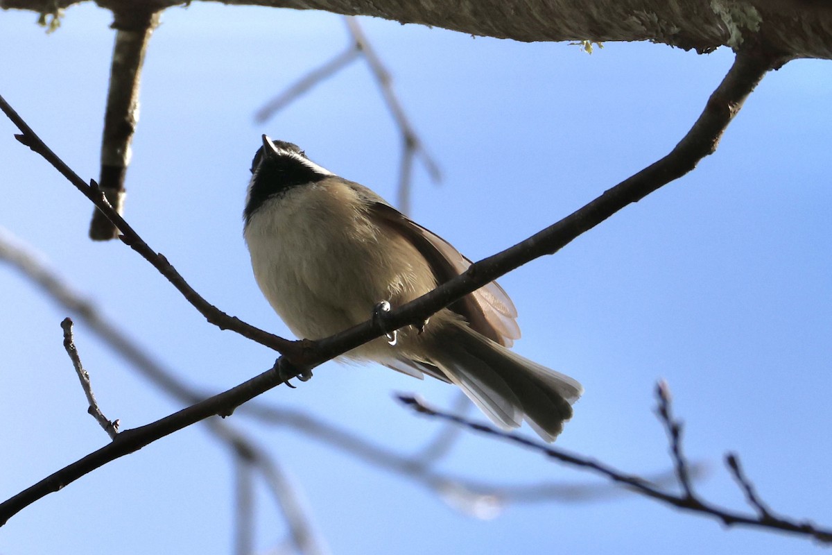 Carolina Chickadee - ML645972235