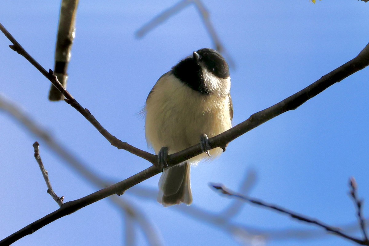Carolina Chickadee - ML645972236