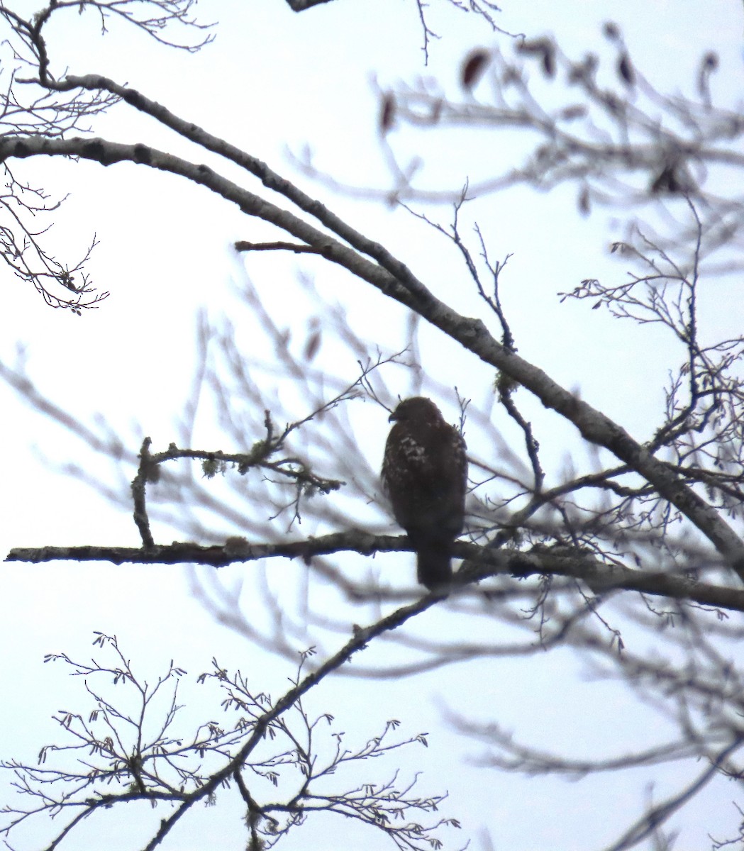 Red-tailed Hawk - ML645972239