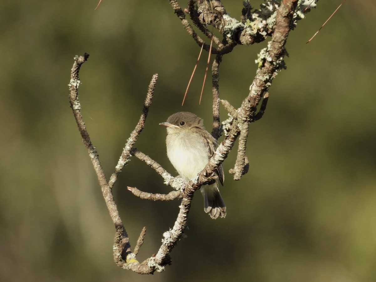 Eastern Phoebe - ML645972242