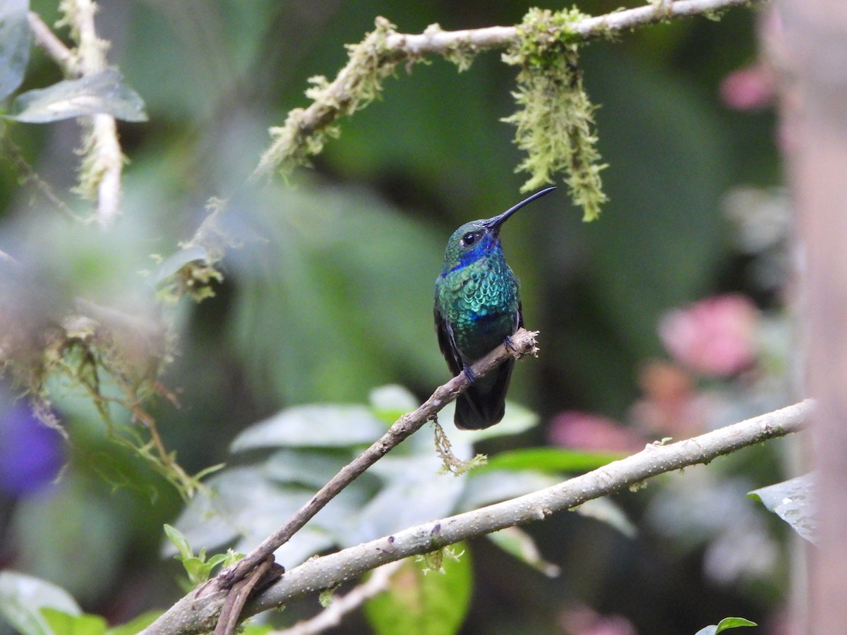 Колібрі синьочеревий - ML645972243