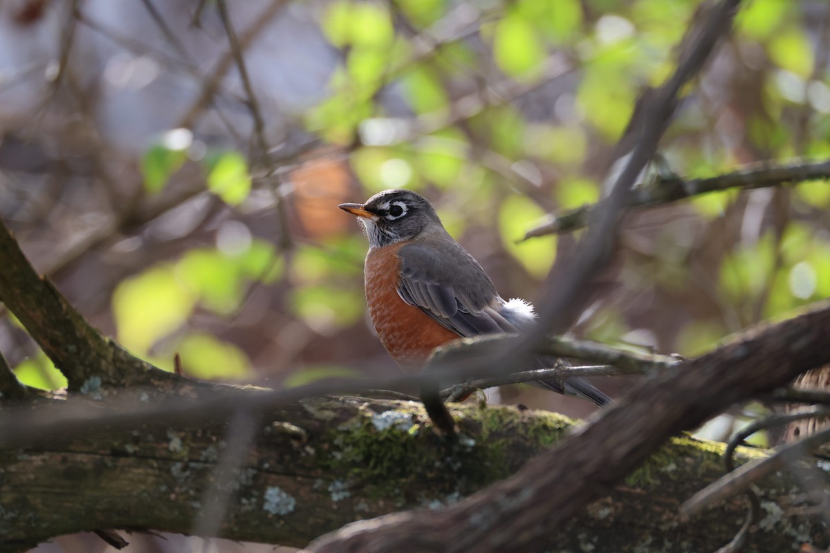 American Robin - ML645972244