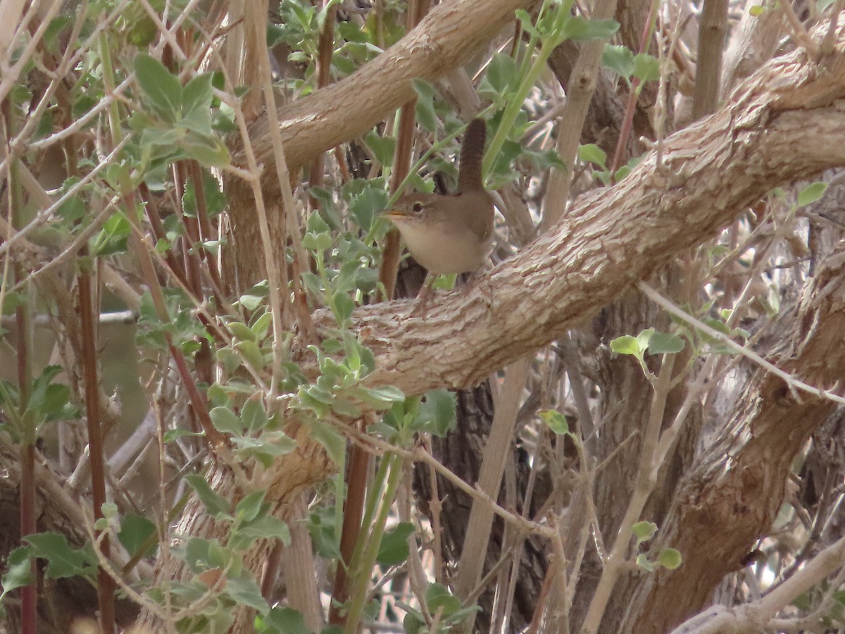 Chochín Criollo Norteño - ML645972246