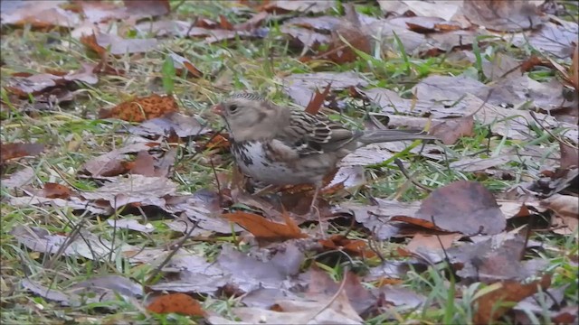 Бруант північний - ML645972248