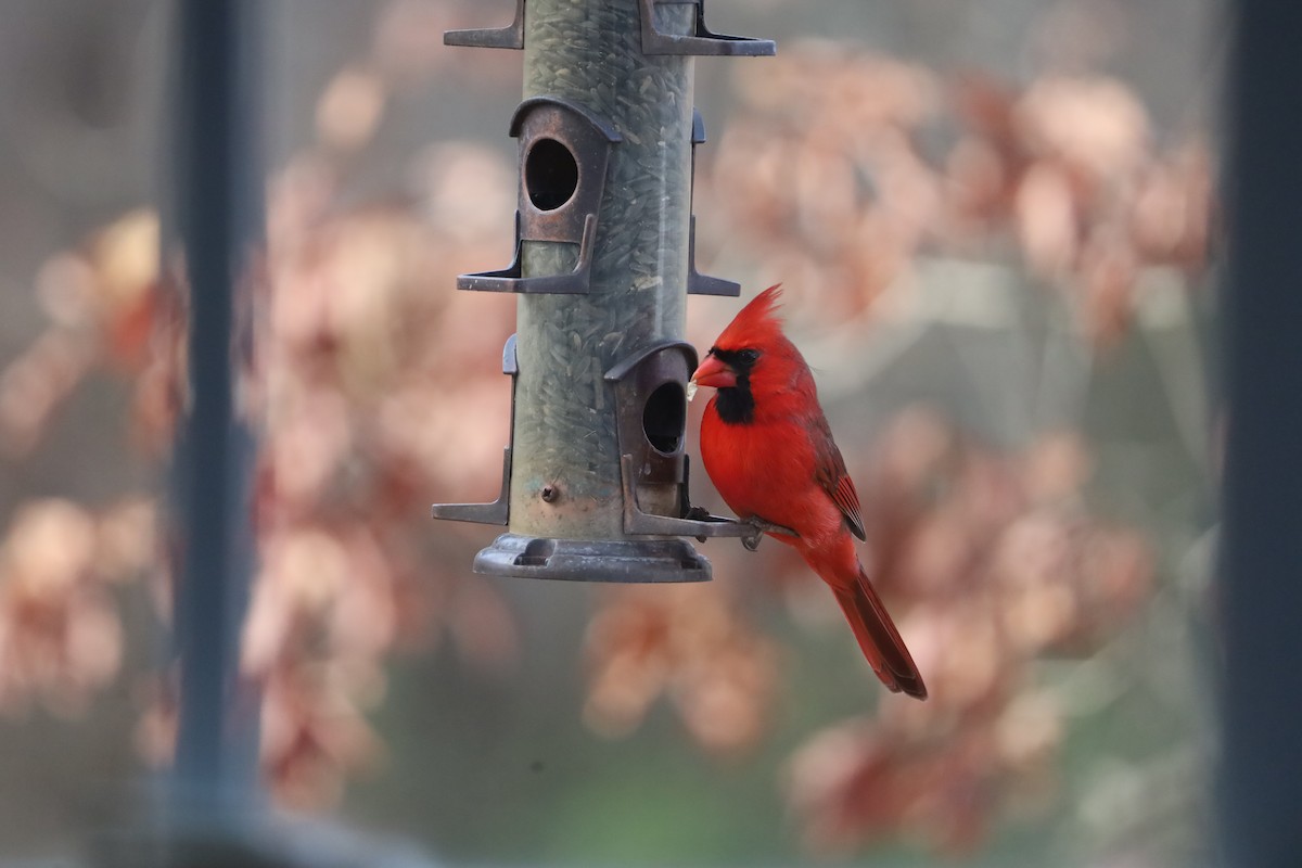 rødkardinal - ML645972249