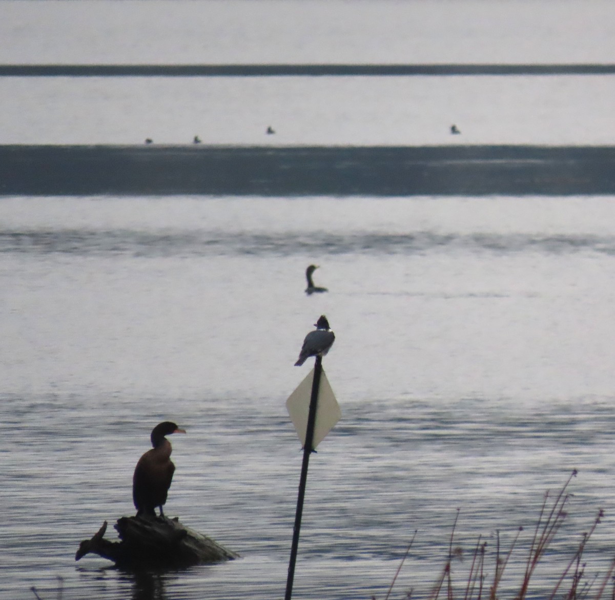 Belted Kingfisher - ML645972252
