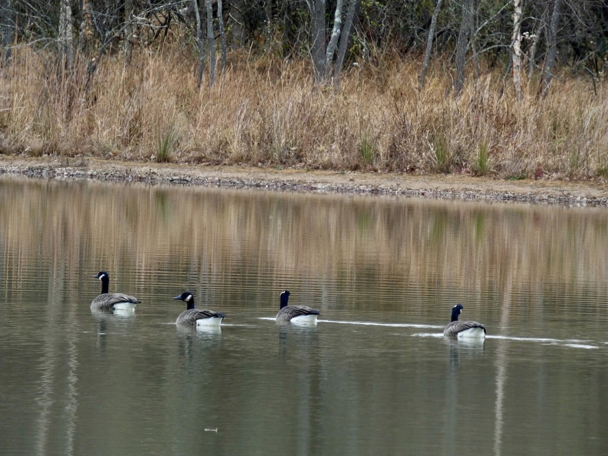 カナダガン - ML645972253