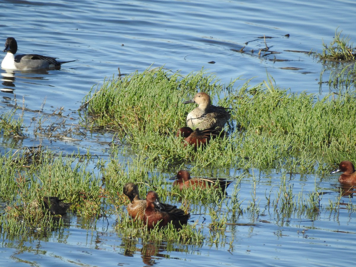 Cerceta Colorada - ML645972262
