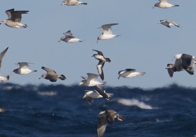 Puffin des Anglais - ML645972265