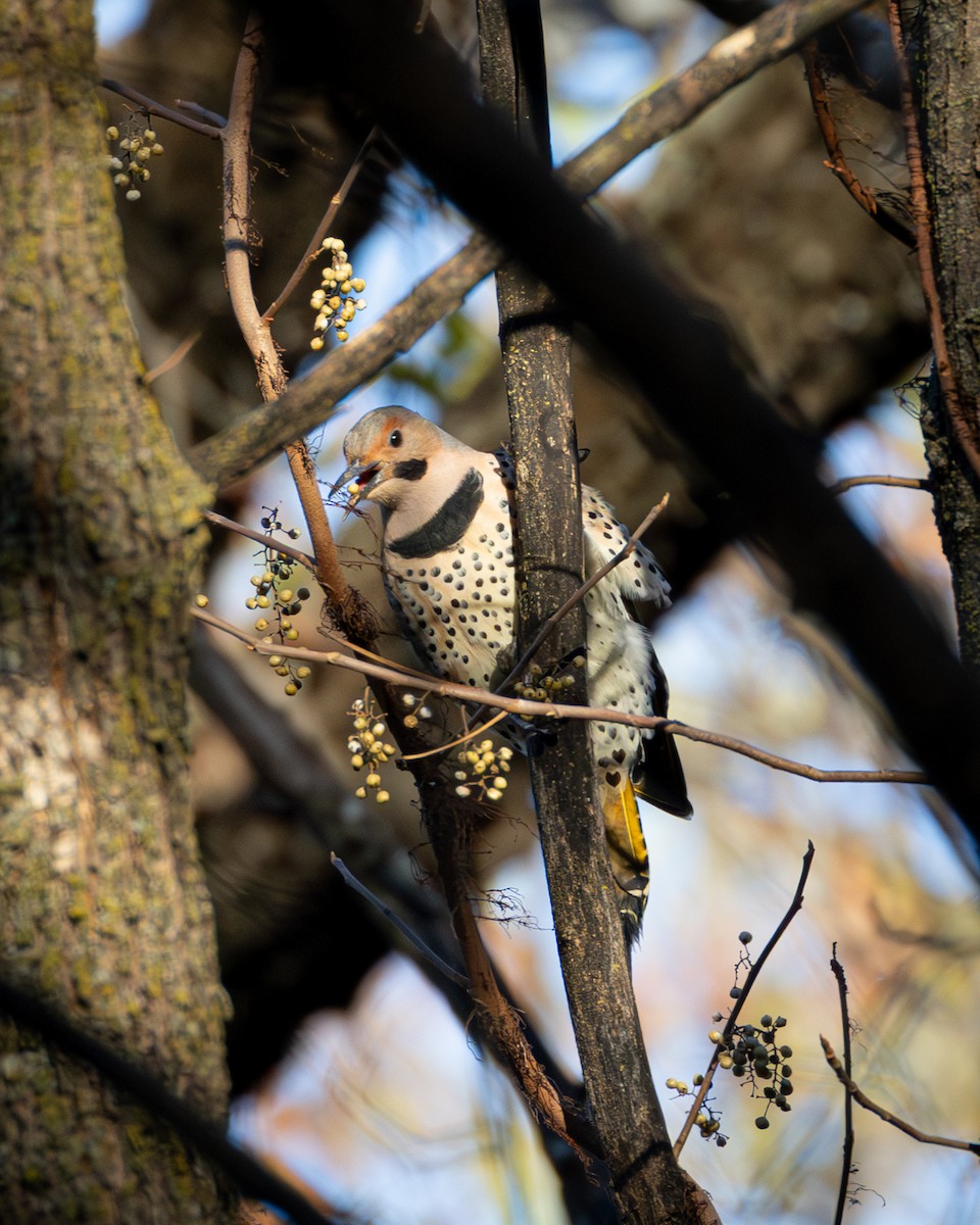 Northern Flicker - ML645972269
