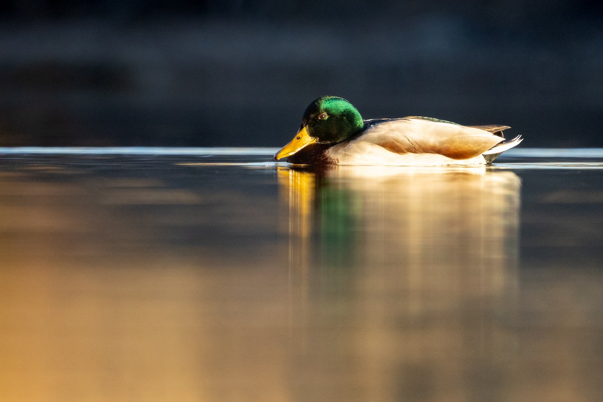 Mallard - ML645972272