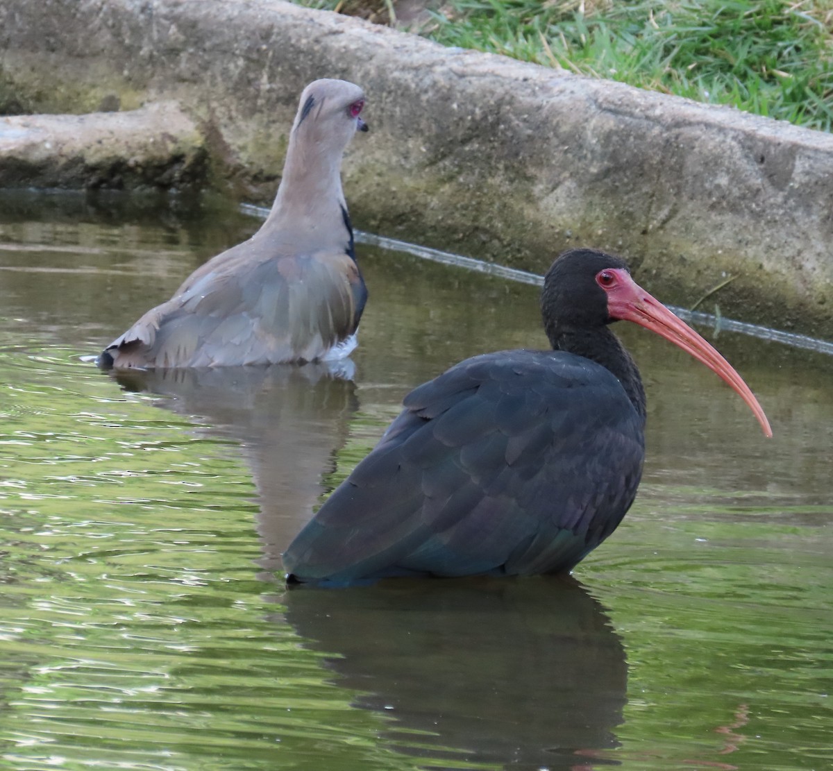 Ibis Afeitado - ML645972275