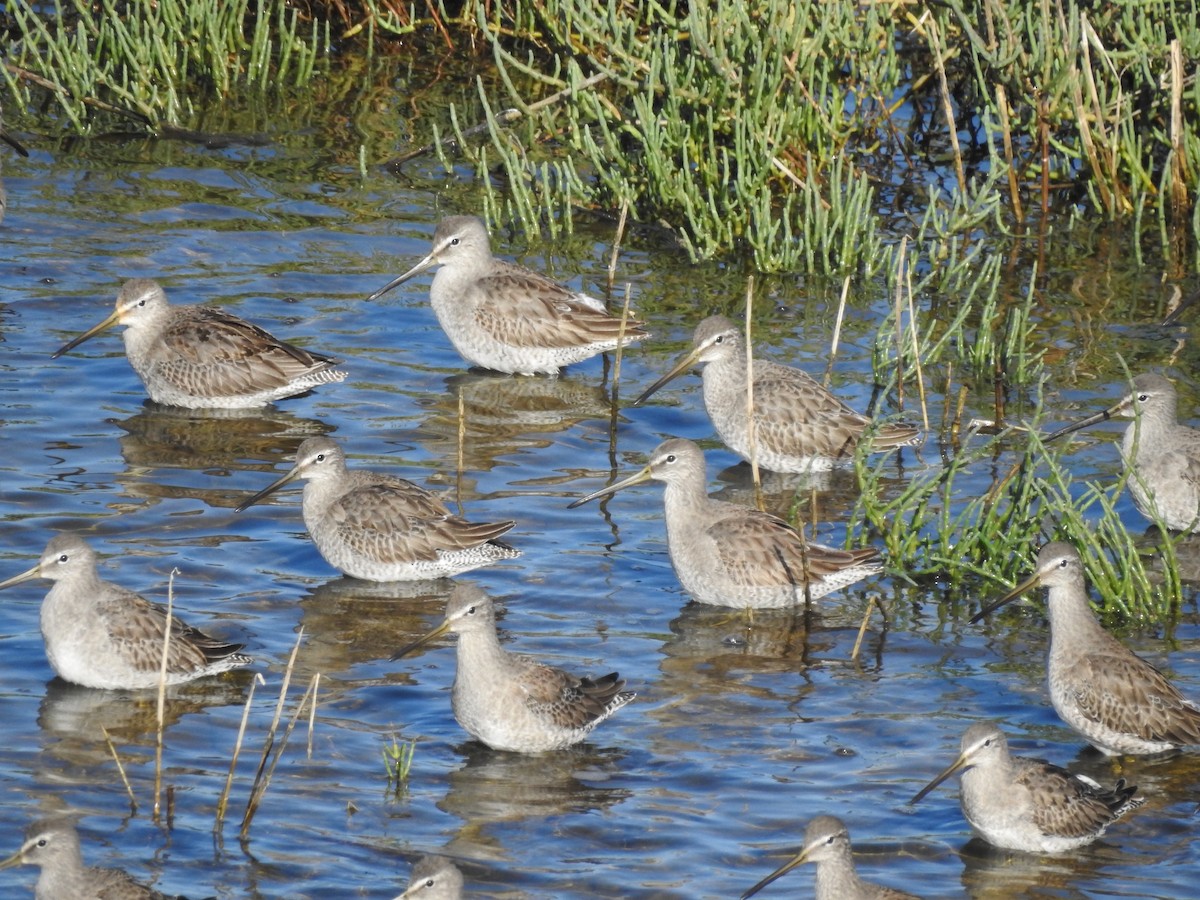Agujeta Gris/Escolopácea - ML645972276