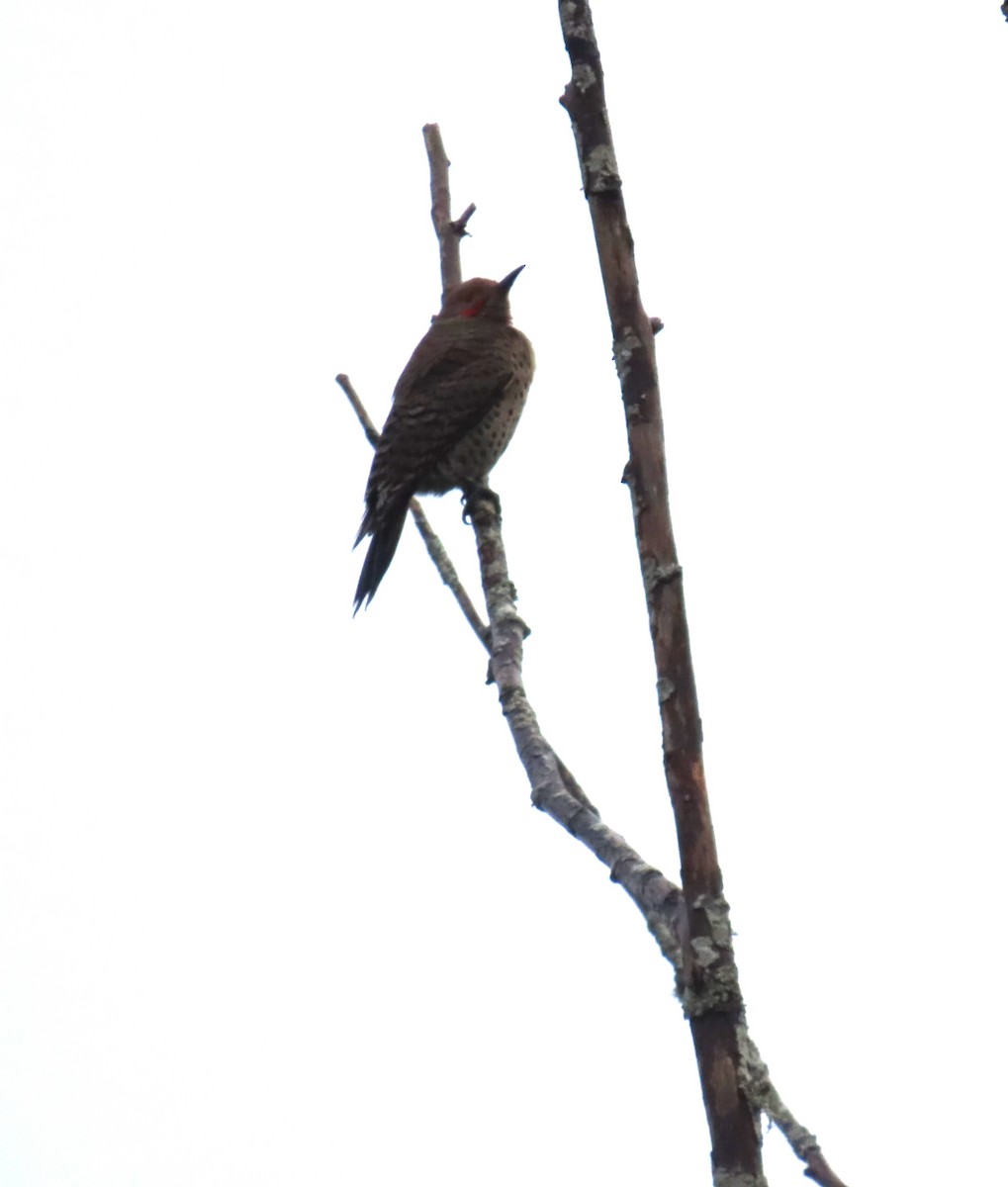 Northern Flicker - ML645972277