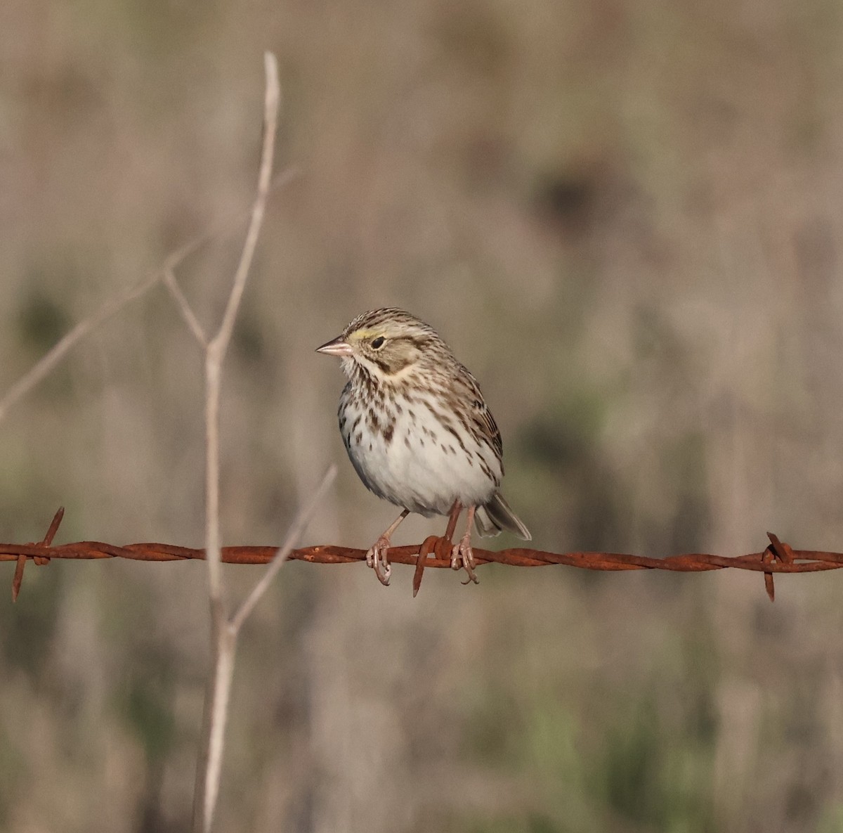Chingolo Sabanero - ML645972278