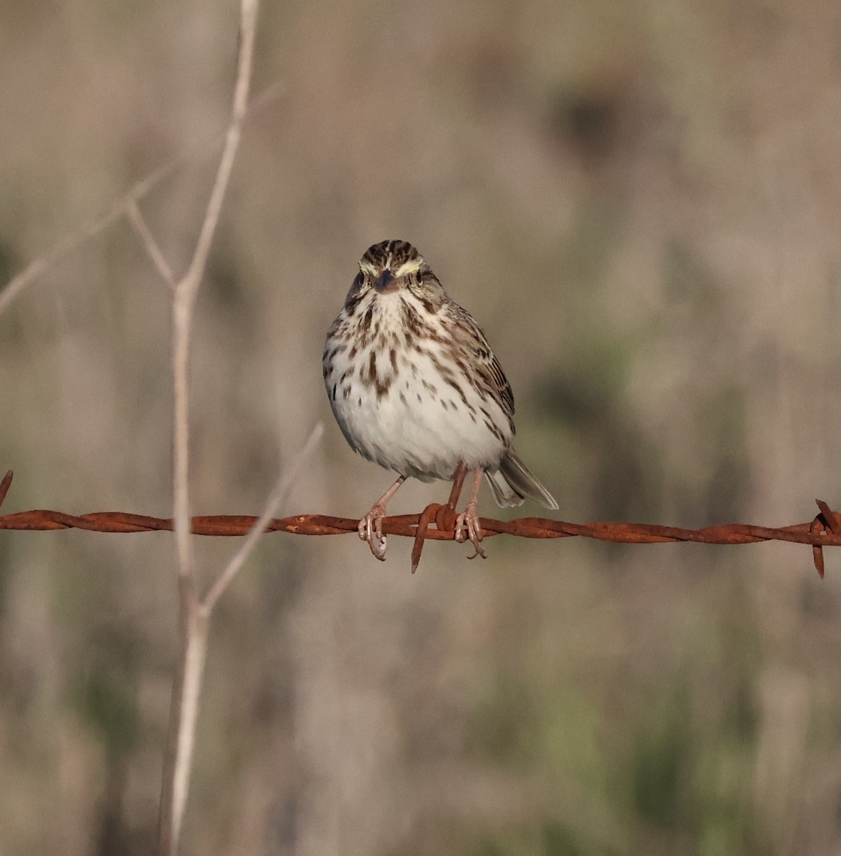 Chingolo Sabanero - ML645972279