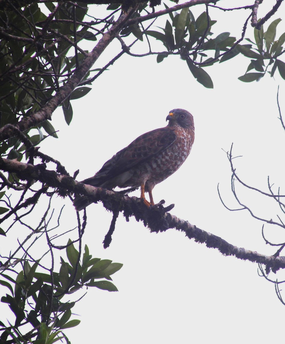 Broad-winged Hawk - ML645972283
