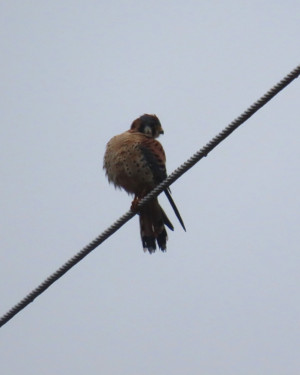 American Kestrel - ML645972284