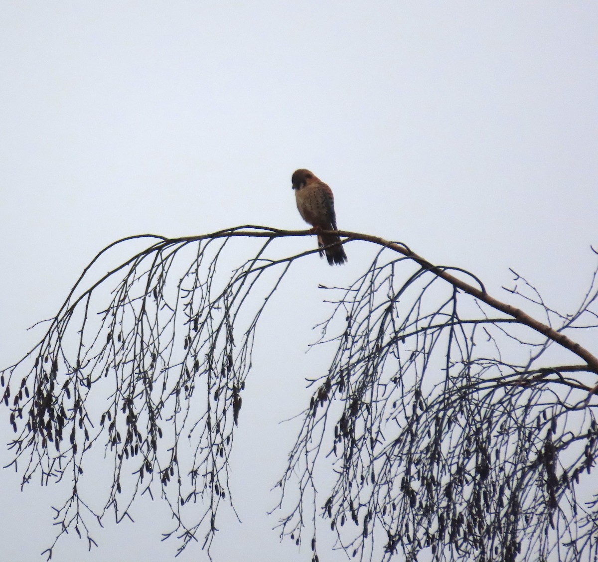 American Kestrel - ML645972285