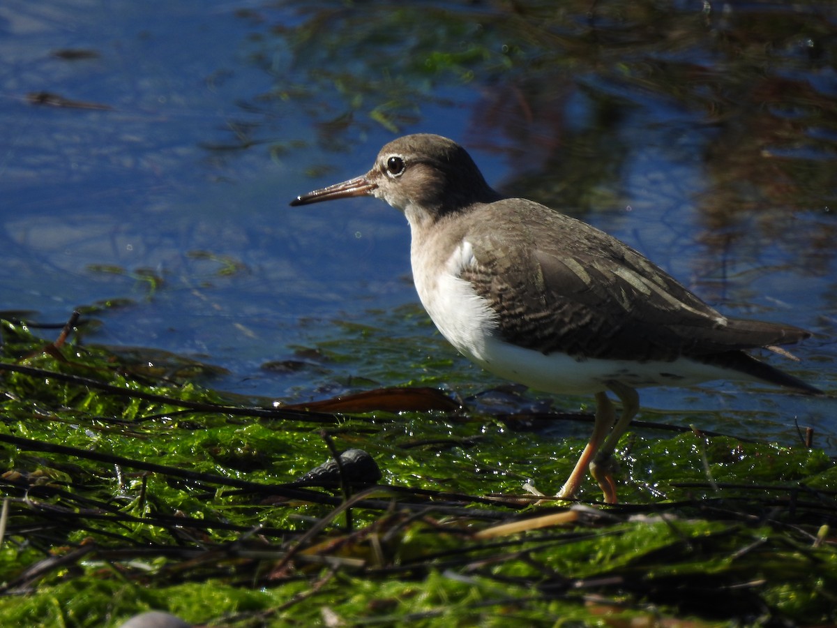 Andarríos Maculado - ML645972310