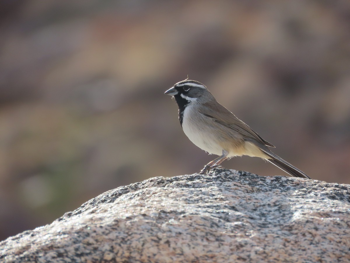 Chingolo Gorjinegro - ML645972312