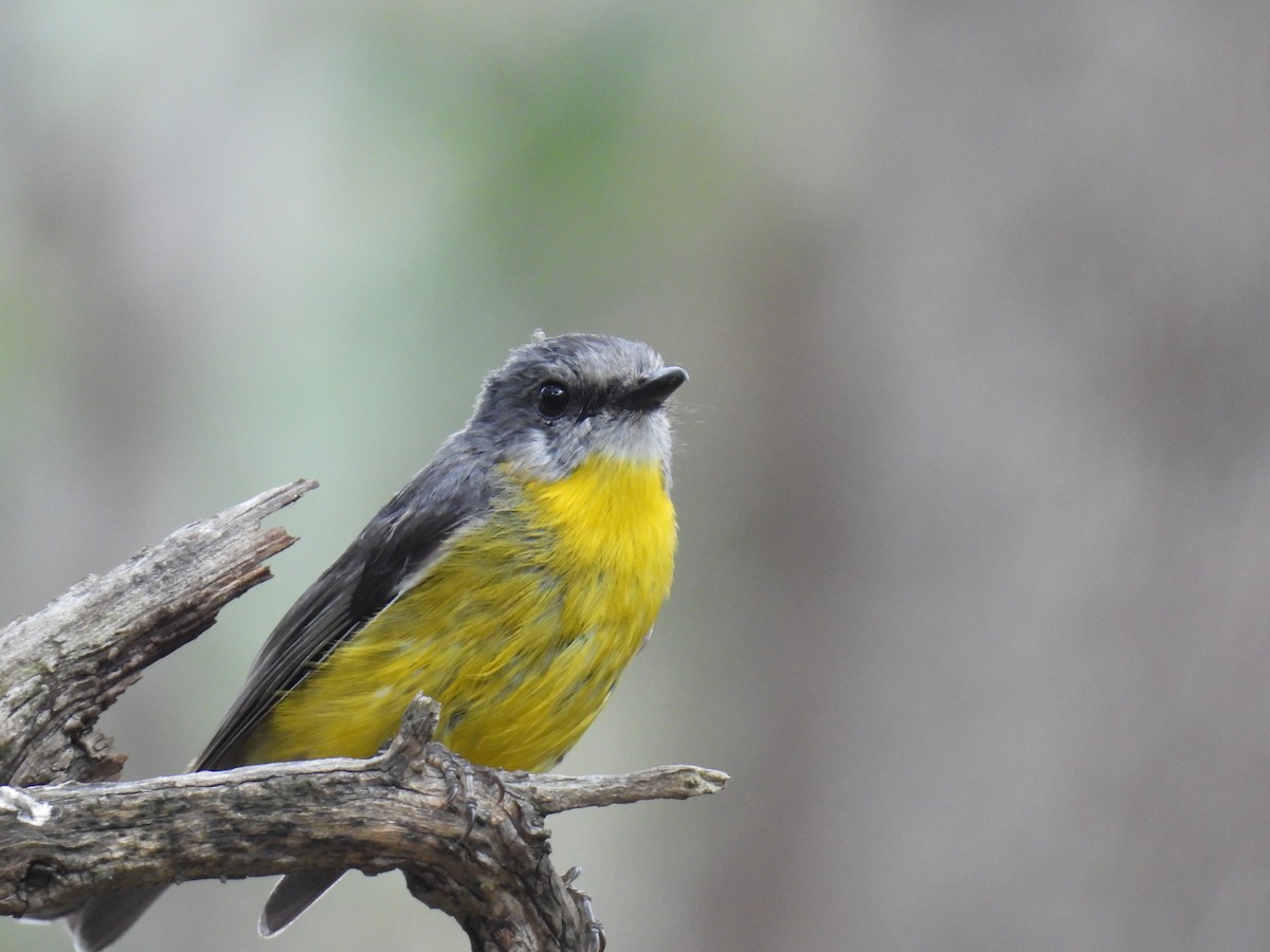 Doğulu Sarı Bülbül - ML645972315