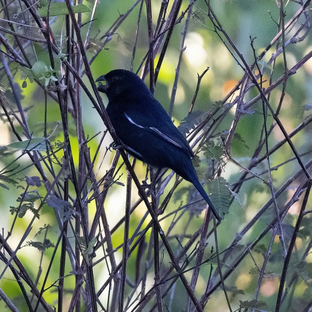 Cuban Bullfinch - ML645972318
