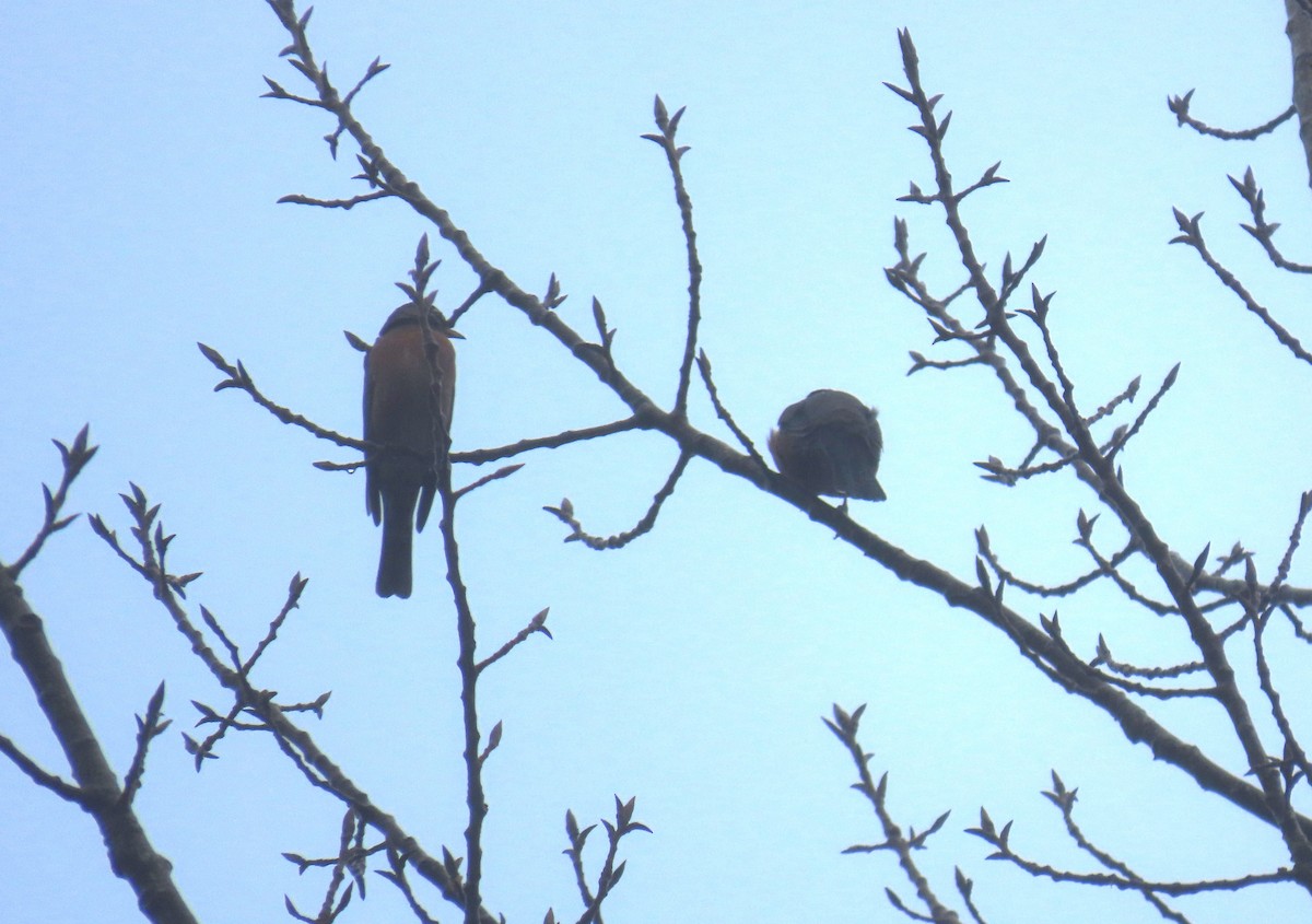 American Robin - ML645972319