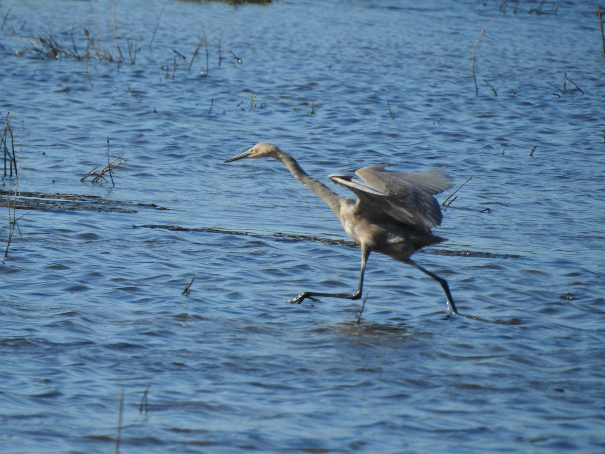 Garceta Rojiza - ML645972321