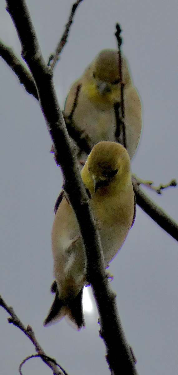 オウゴンヒワ - ML645972322