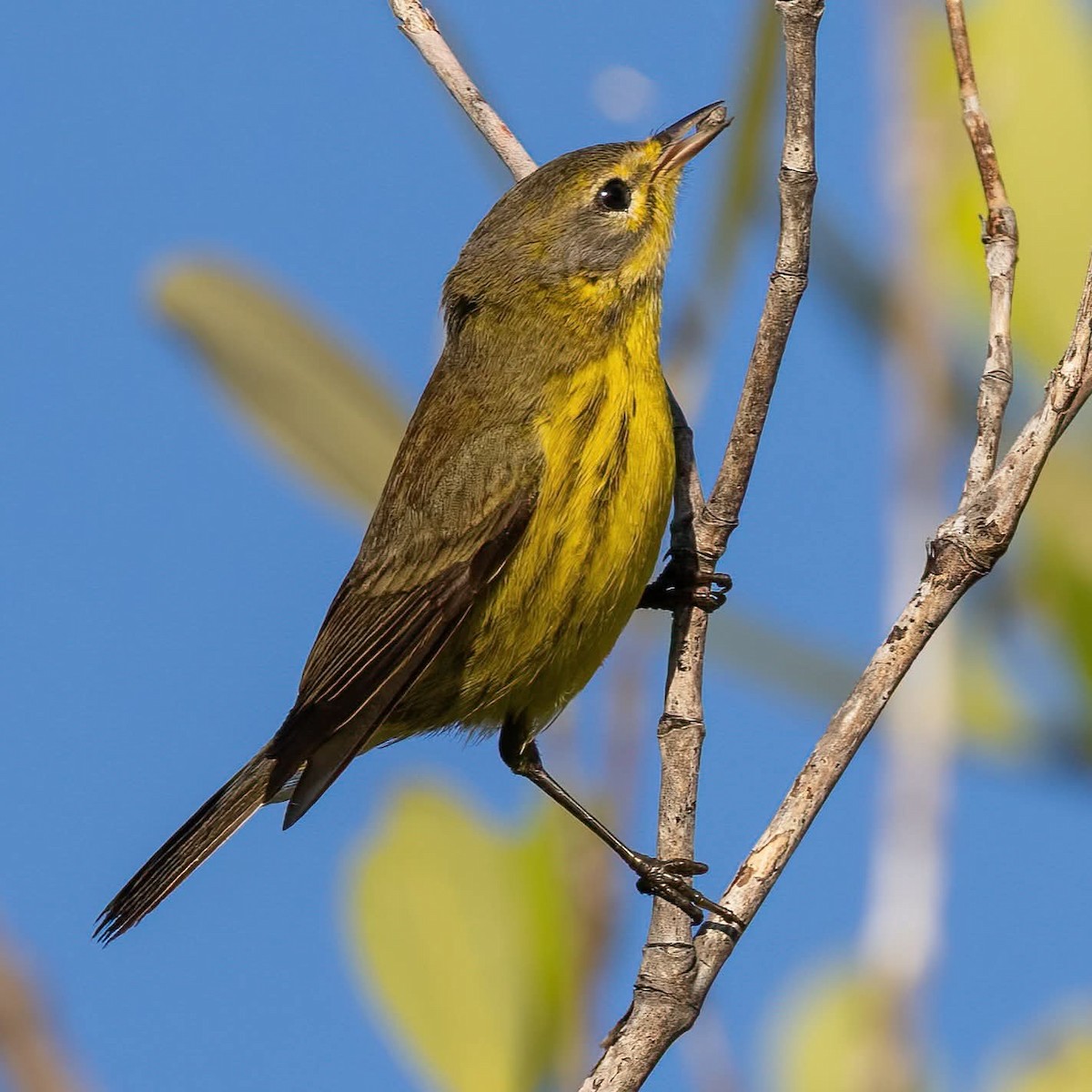 Prairie Warbler - ML645972323
