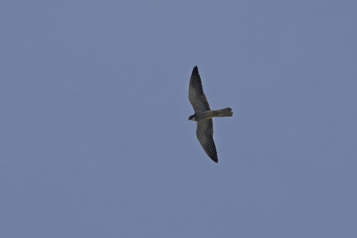 Амарын шонхор - ML645972325