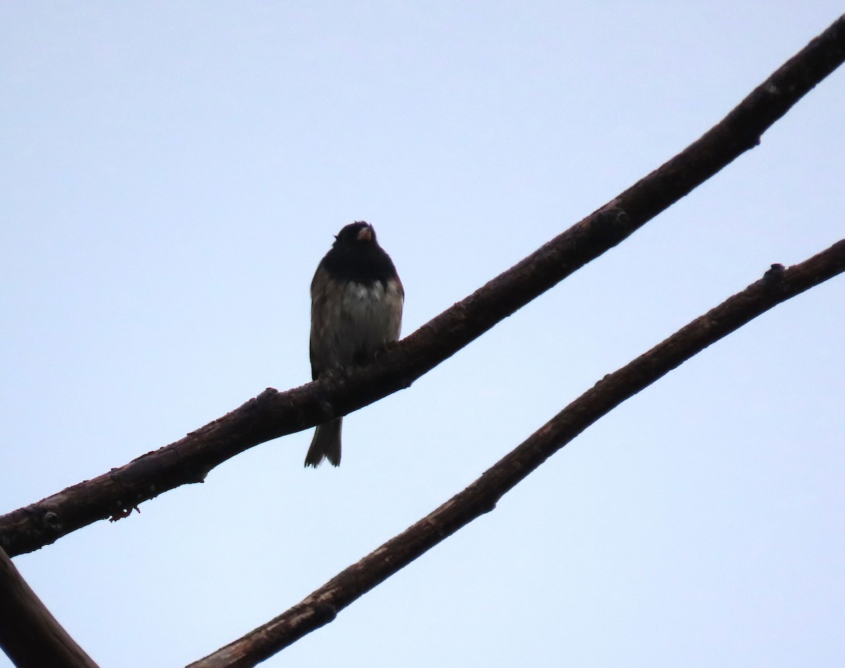 Dark-eyed Junco (Oregon) - ML645972336