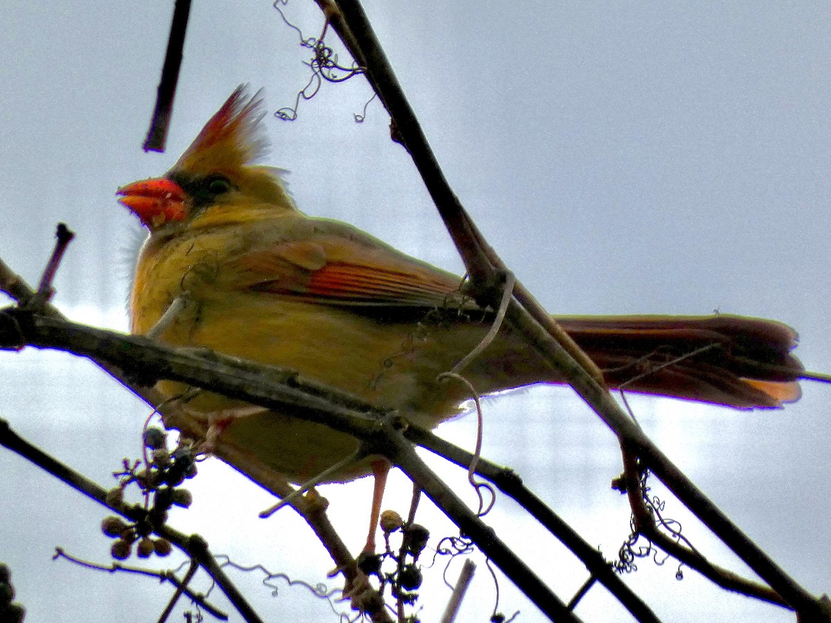 ショウジョウコウカンチョウ - ML645972355