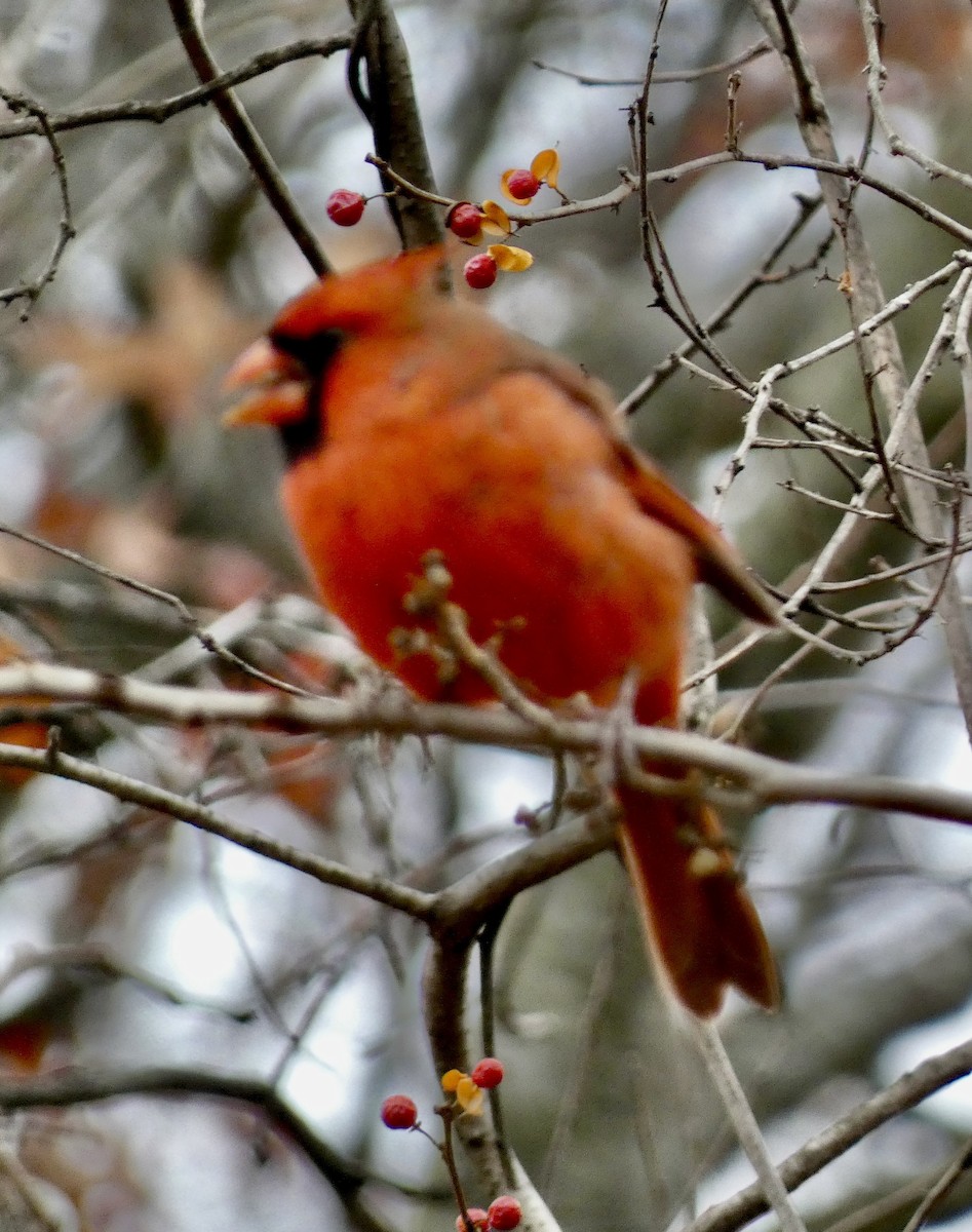 ショウジョウコウカンチョウ - ML645972357