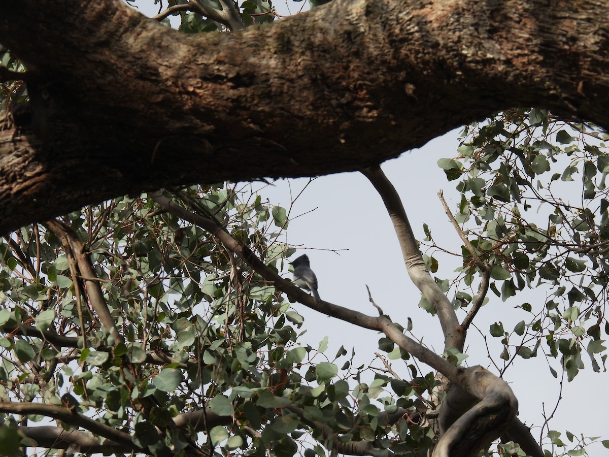 Leaden Flycatcher - ML645972370