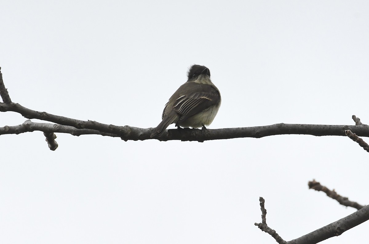 Eastern Phoebe - ML645972371