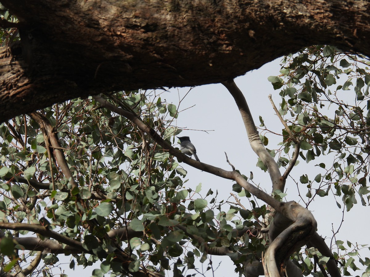 Leaden Flycatcher - ML645972372