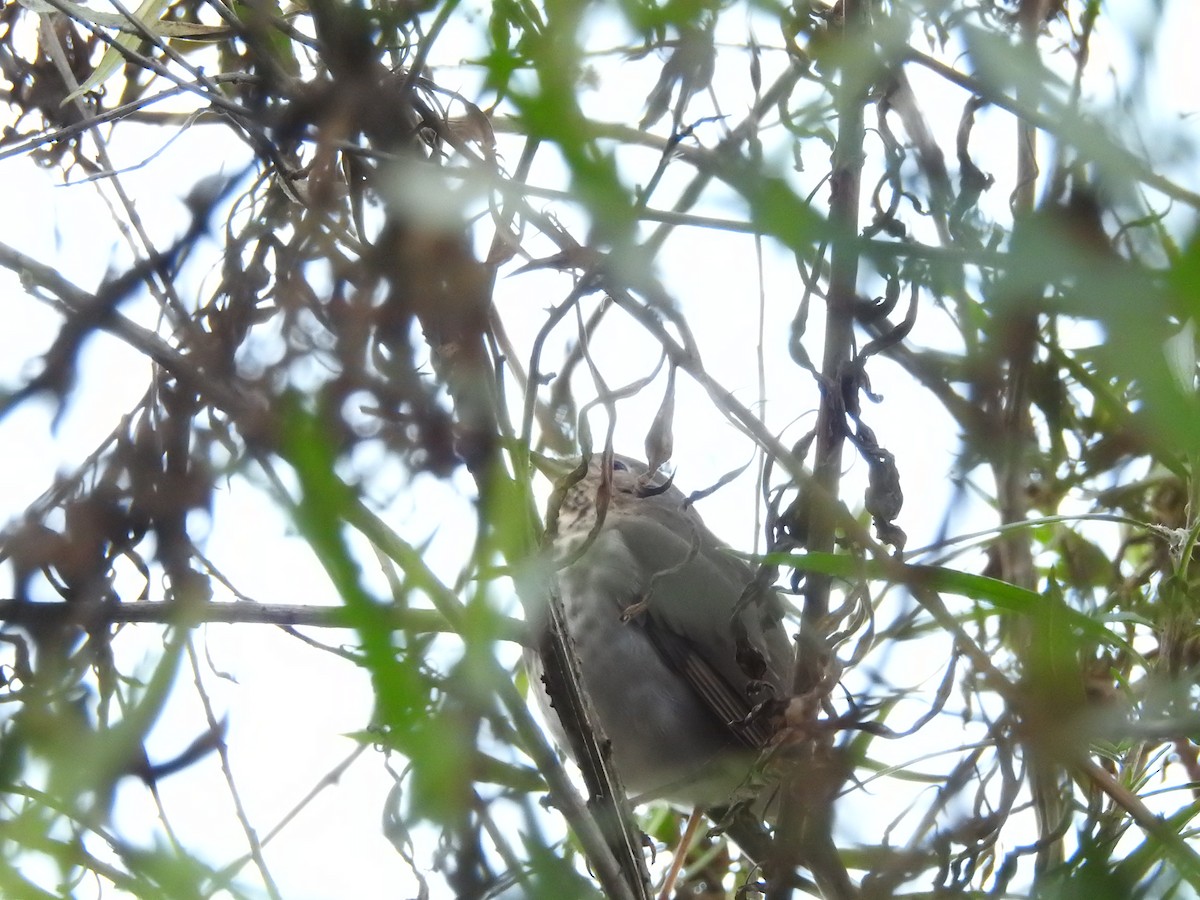 Zorzalito Colirrufo - ML645972373